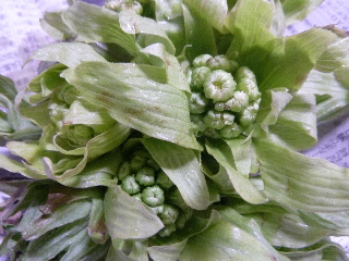フキノトウの花