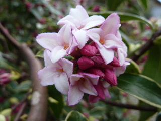 ジンチョウゲの咲き始め