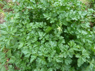 イタリアンパセリの森