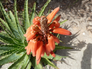アロエの花は咲かない？