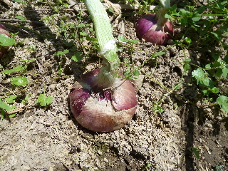 紫玉葱の収獲