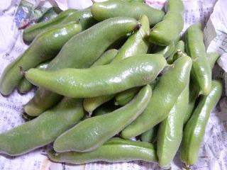 そらまめの収獲