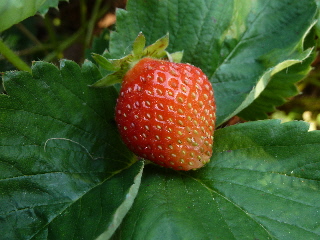 夏に苺の実