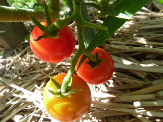 夏の日の赤いトマト