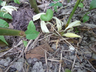 ミョウガは花が目印