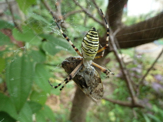 蜘蛛に食べられる蝉