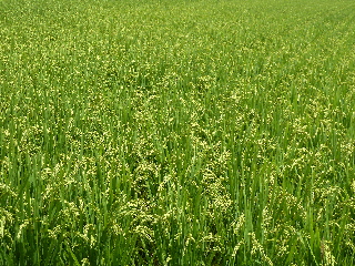 夏の稲穂