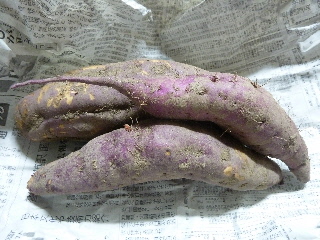 秋と言えばサツマイモ