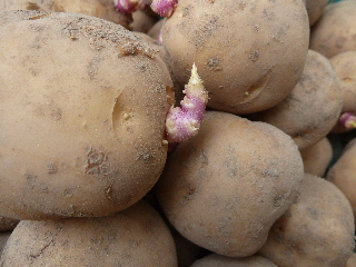じゃがいもから怪しい紫の物が