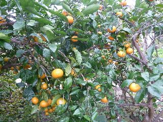 温州みかんを家庭菜園で