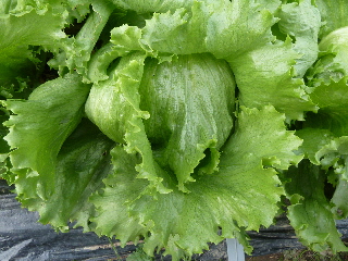 秋のレタス