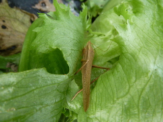 レタスで休むバッタ