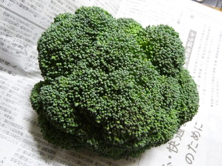 12月のブロッコリー