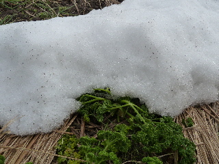 雪に潰されたパセリ