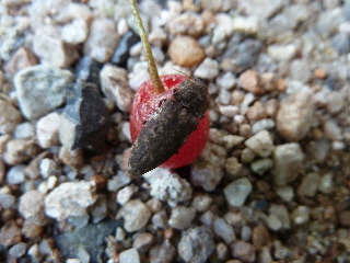 グミの害虫コメツキムシ