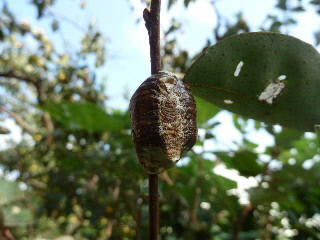 グミの木に産まれたカマキリの卵