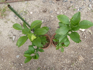 グレープフルーツの植え替え