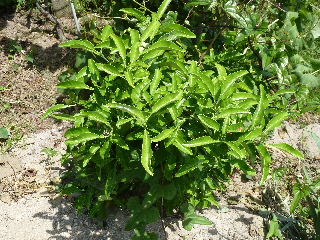 こんもりとしたハッサク