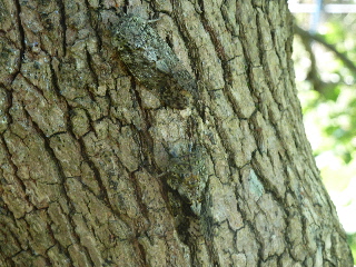 蝉は柿の木が大好き