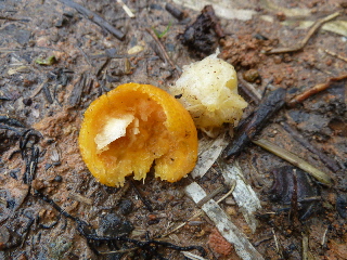 捕食された金柑