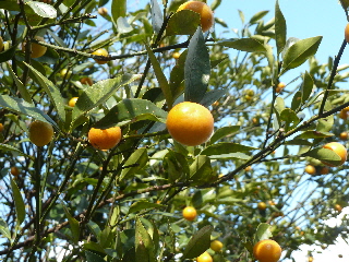 青空と金柑