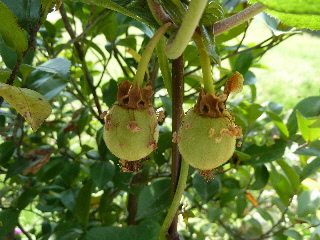 赤ちゃんキウイ