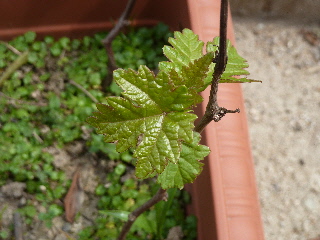 マスカットの新芽2014