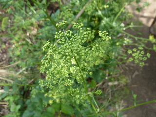 パセリの花