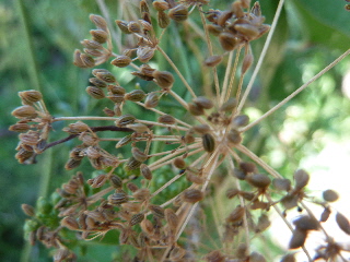 茶色く実ったパセリの種