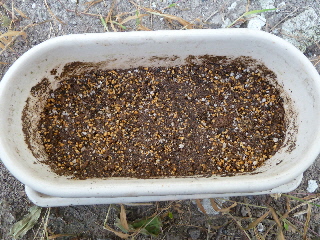 パセリの種まき