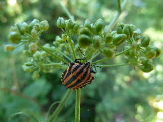 パセリと派手なカメムシ