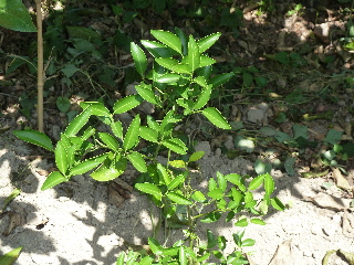 4年生のポンカン