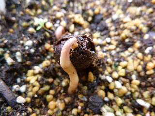 ポポーの発芽