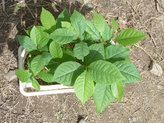 鉢いっぱいのポポー