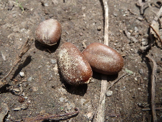 ポポーの種って不思議