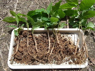 ポポーの根っこは太い