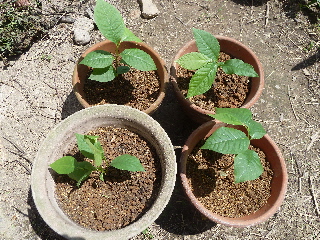 ポポーの鉢植え