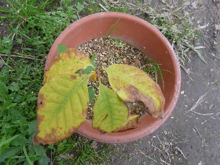 紅葉しているポポー