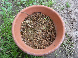 枯れたようなポポー