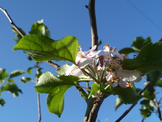 秋にリンゴの花
