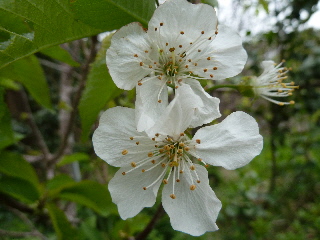 さくらんぼの花