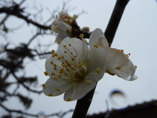 梅の花2014