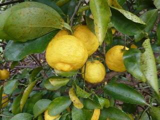 japan 今年も柚子湯スタートです。 12月