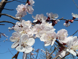杏子の花