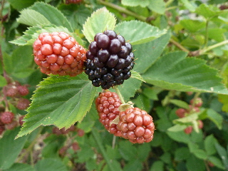 黒い実のブラックベリー