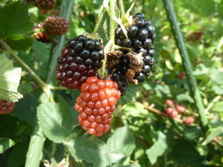 実り始めたブラックベリー