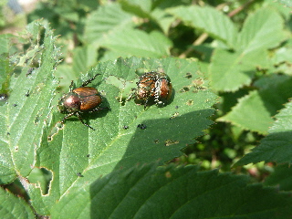 カネンマよ、今から捕まえるよ