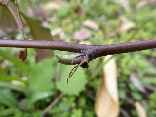 ブラックベリーの芽