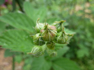 ブラックベリーの蕾