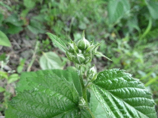 挿し木したブラックベリーの花